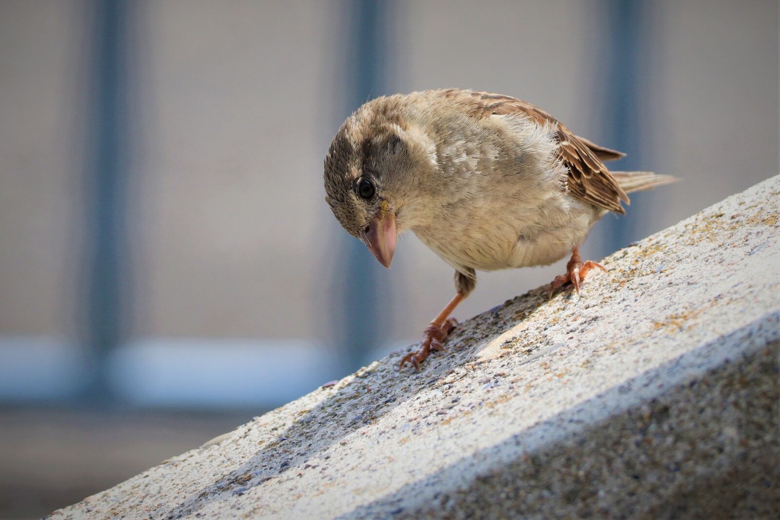 Canon EOS M50 (EOS Kiss M) + Canon EF-M 55-200mm F4.5-6.3 IS STM sample photo. Animal, bird, sparrow photography