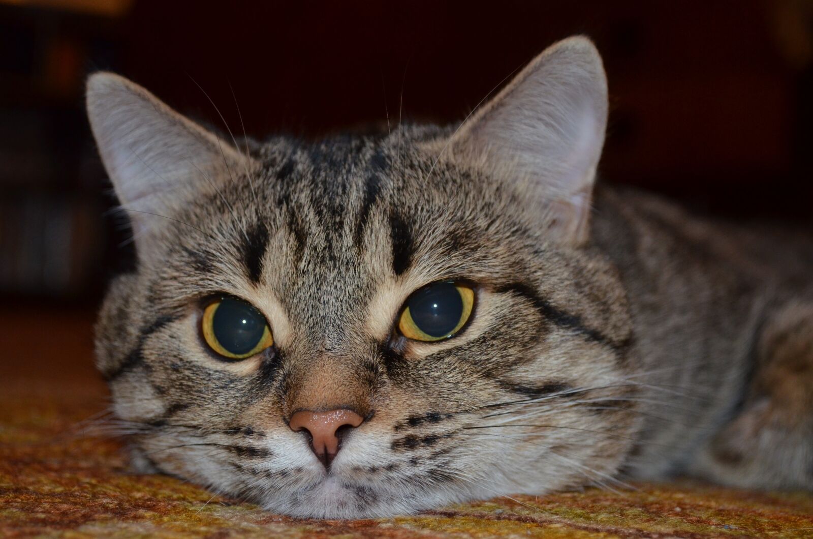 Nikon D5100 sample photo. Cat, the cat posing photography