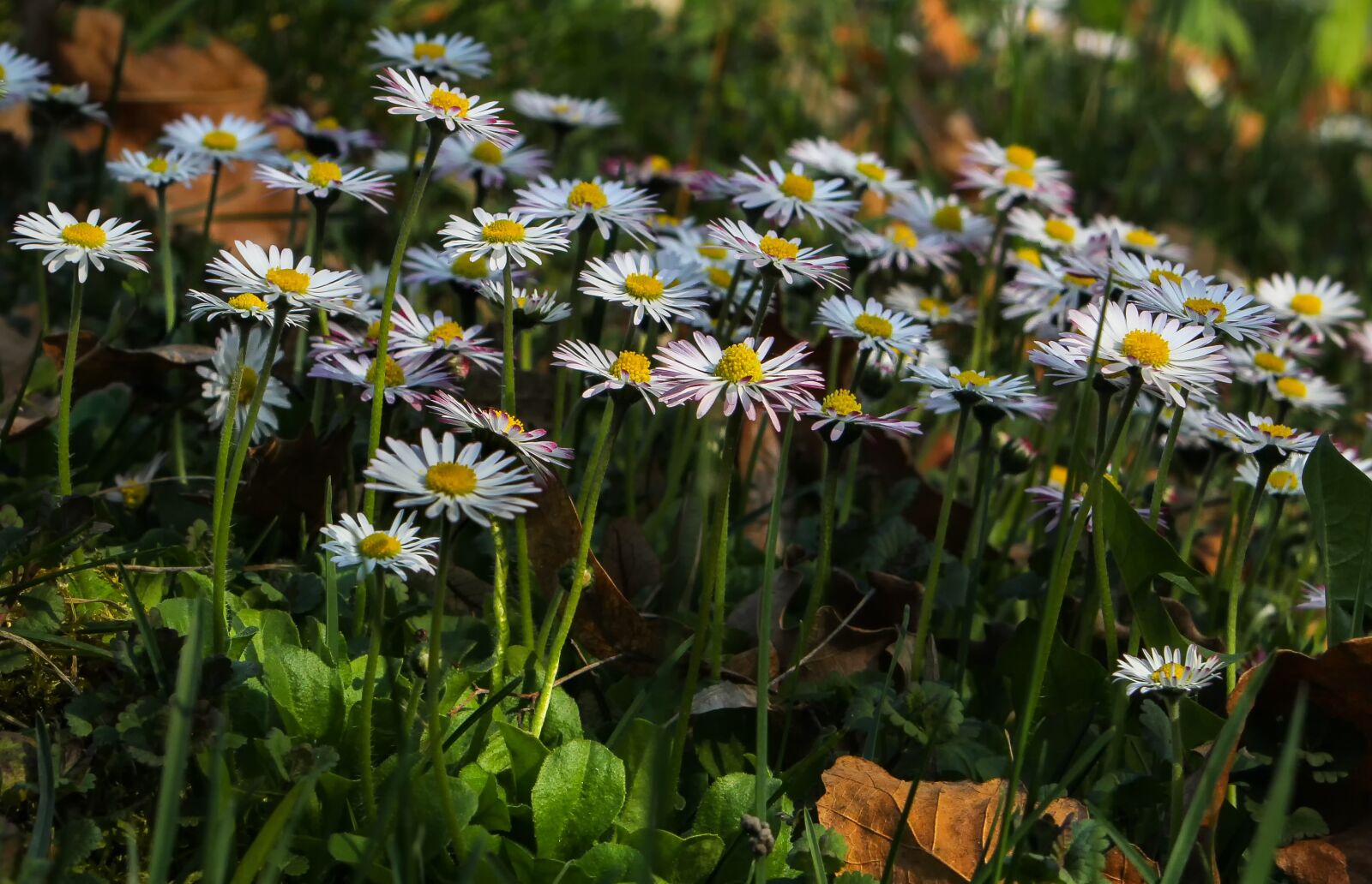 Canon EOS 60D sample photo. Nature, flower, plant photography