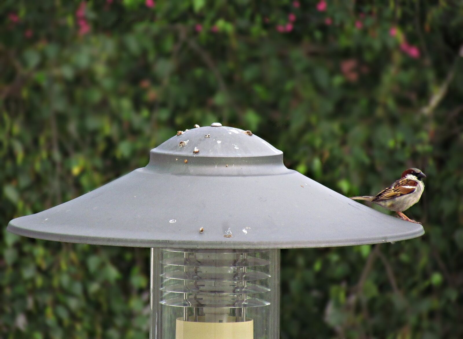 Canon PowerShot SX30 IS sample photo. Lantern, the sparrow, bird photography