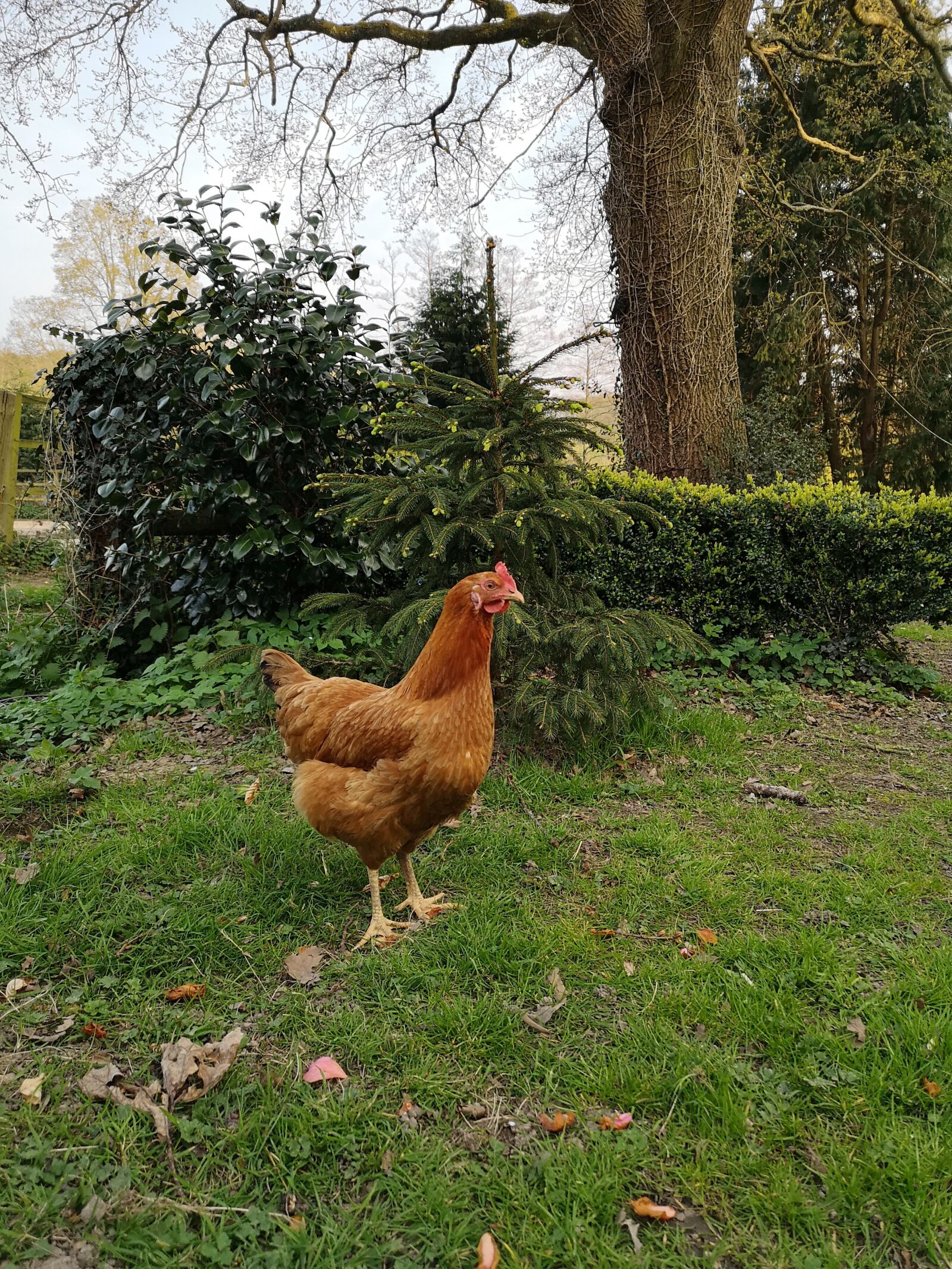 HUAWEI CLT-L29 sample photo. Easter, nature, hen photography