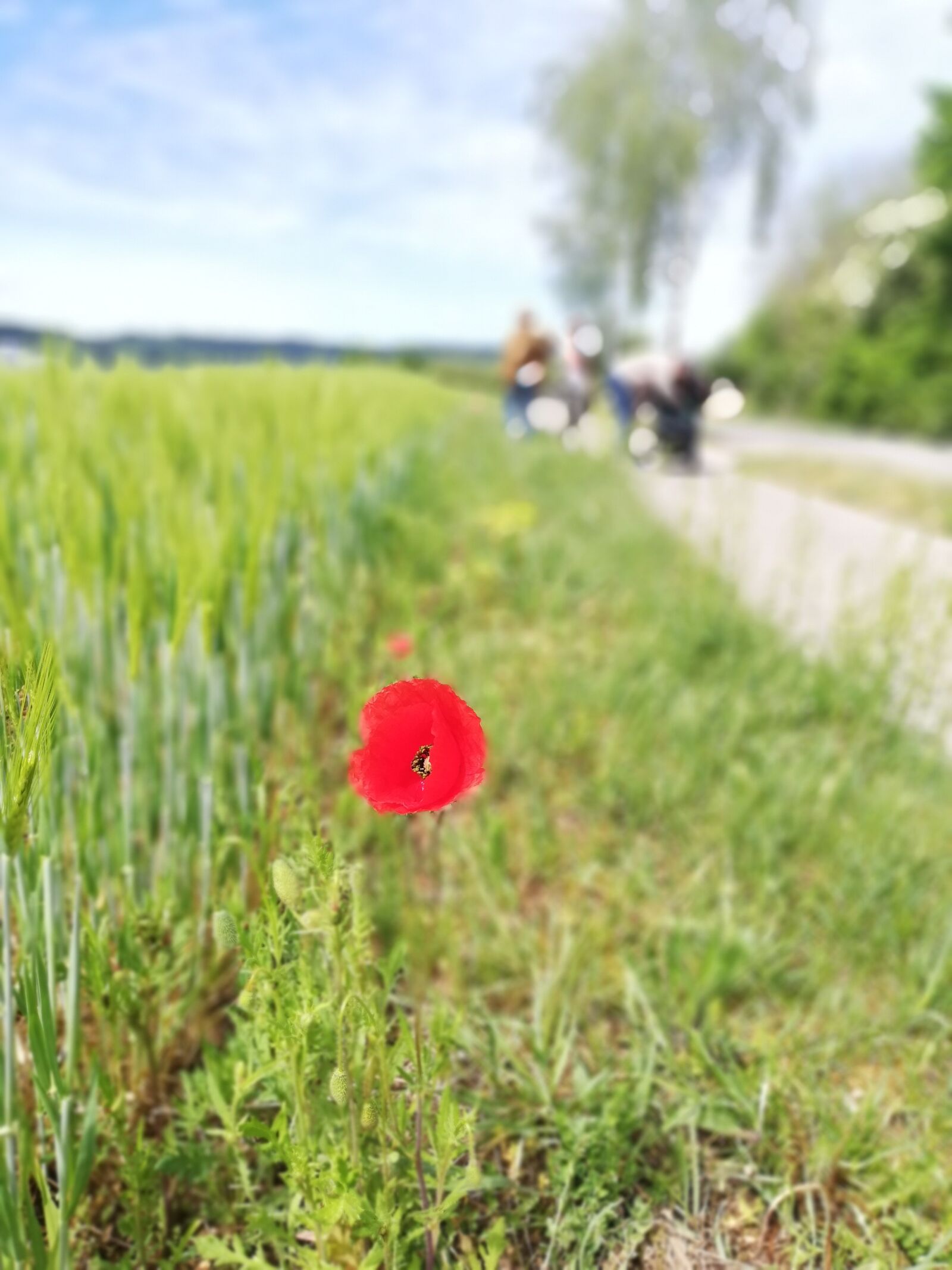HUAWEI P20 lite sample photo. Field, poppy, poppies photography