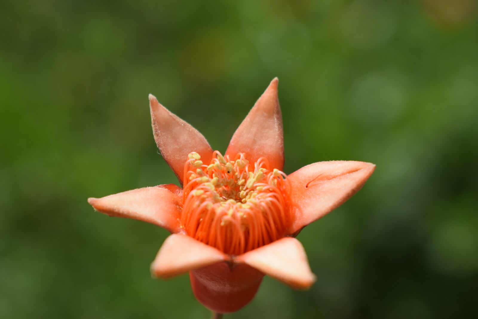Nikon D5300 sample photo. Flower, pomegranate, red photography
