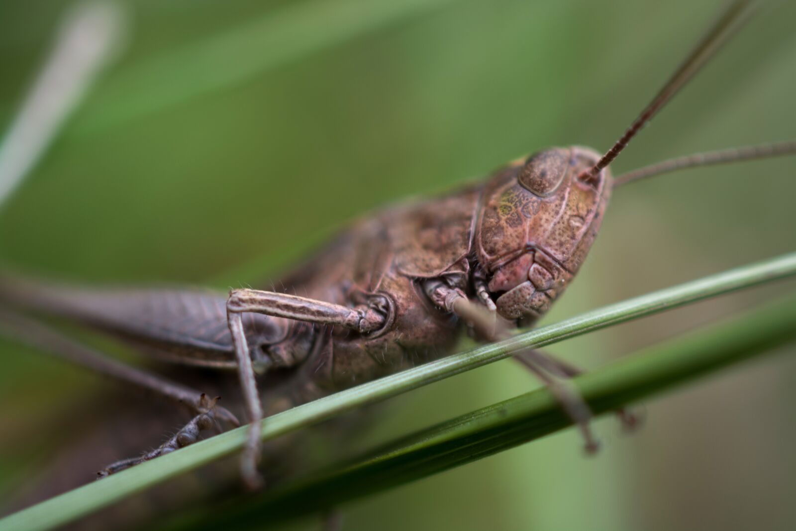 Nikon D5200 sample photo. Grasshopper, macro, insect photography