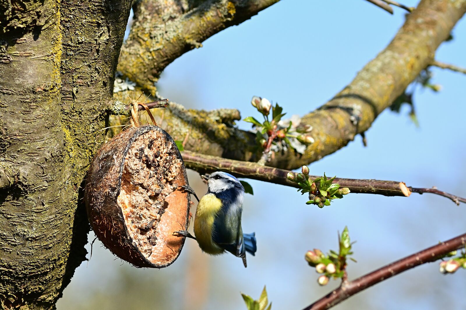 Nikon D5200 sample photo. Garden, blue tit, nature photography