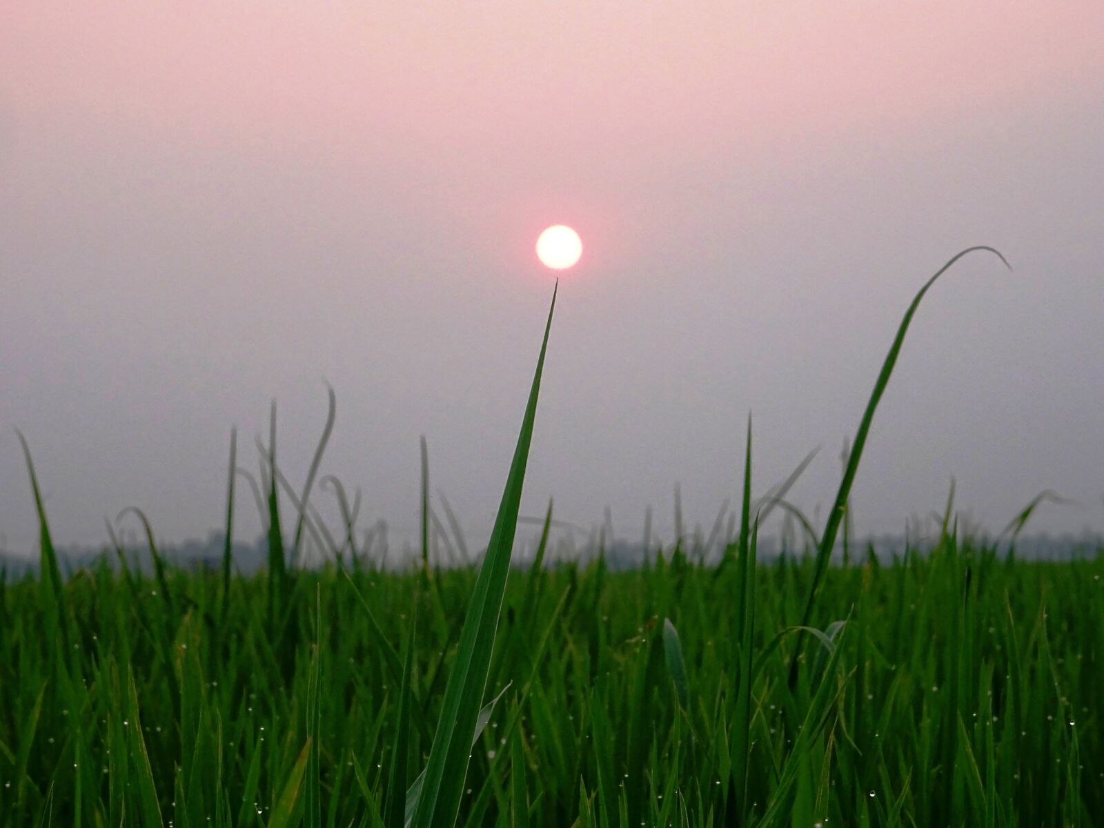 Sony DSC-HX60V sample photo. Indian village sunset, sunset photography