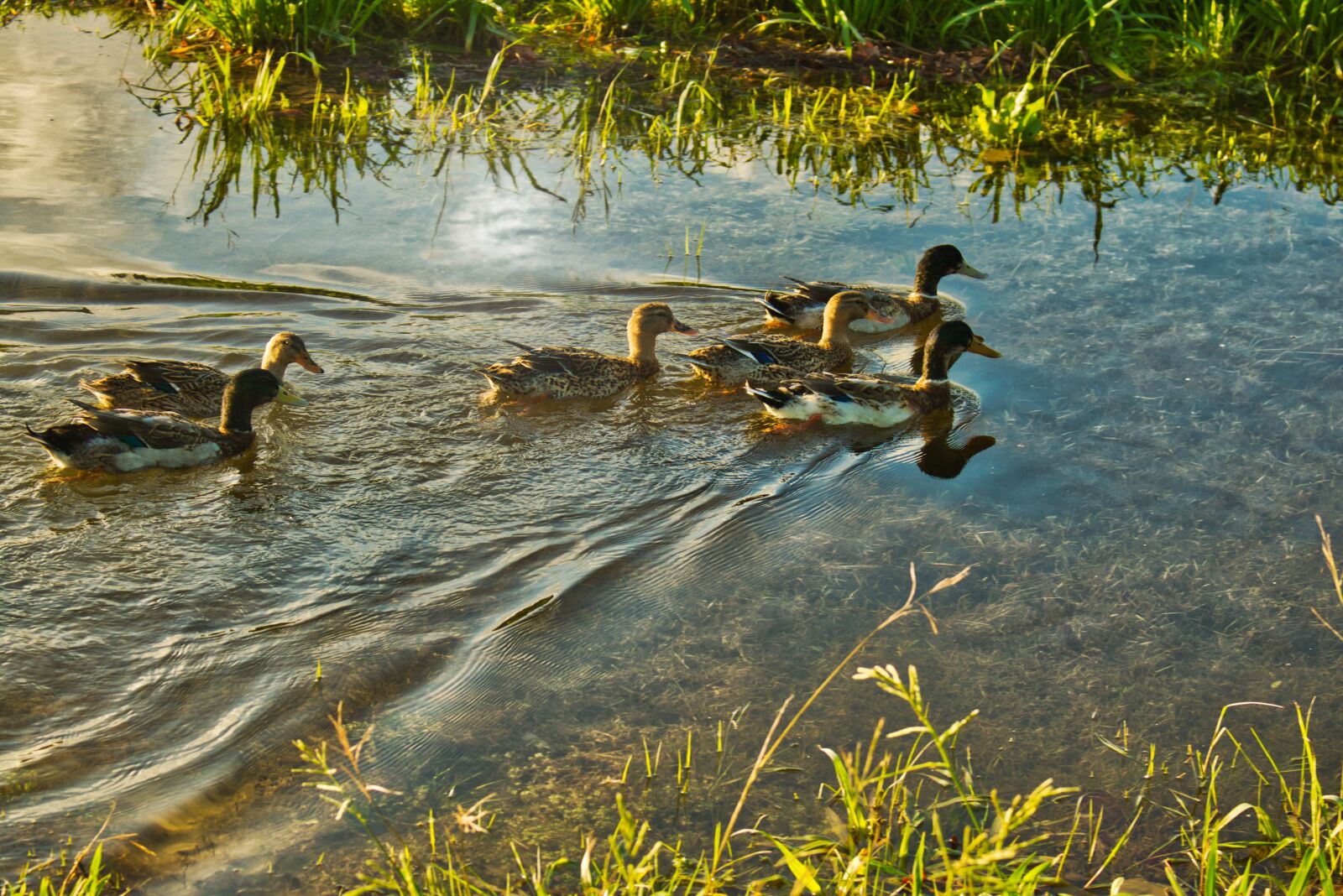 Canon EOS 750D (EOS Rebel T6i / EOS Kiss X8i) sample photo. Animals, ducks, nature photography