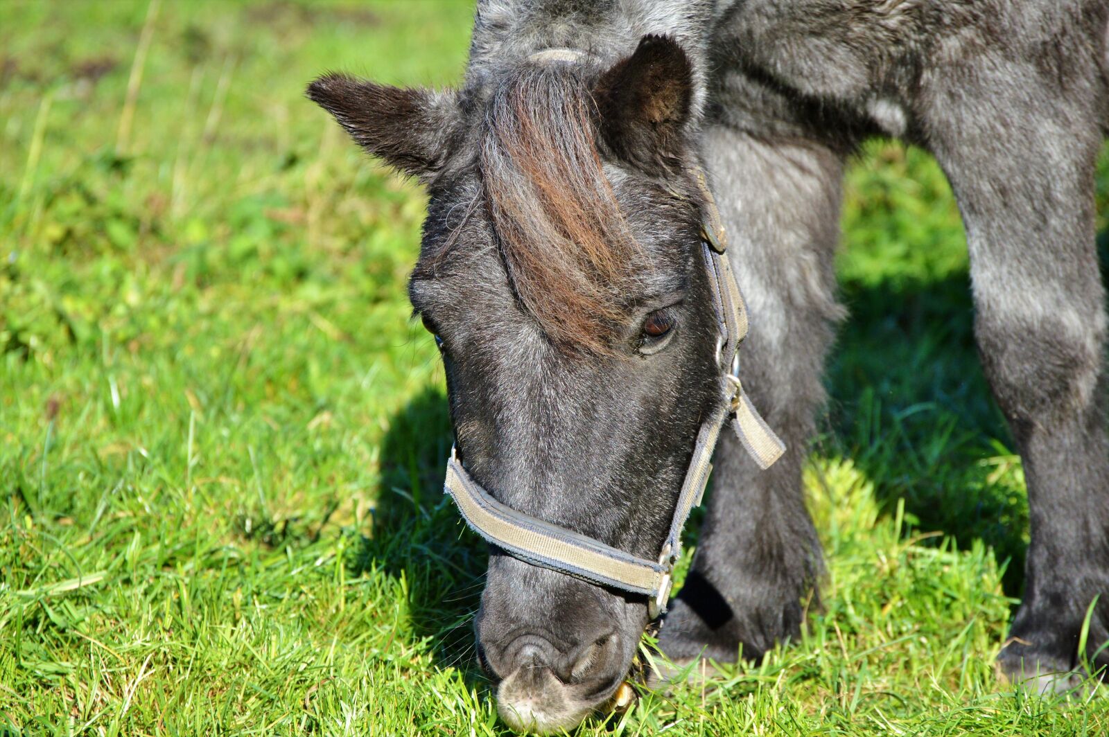 Nikon D3200 sample photo. Horse, pony, mane photography