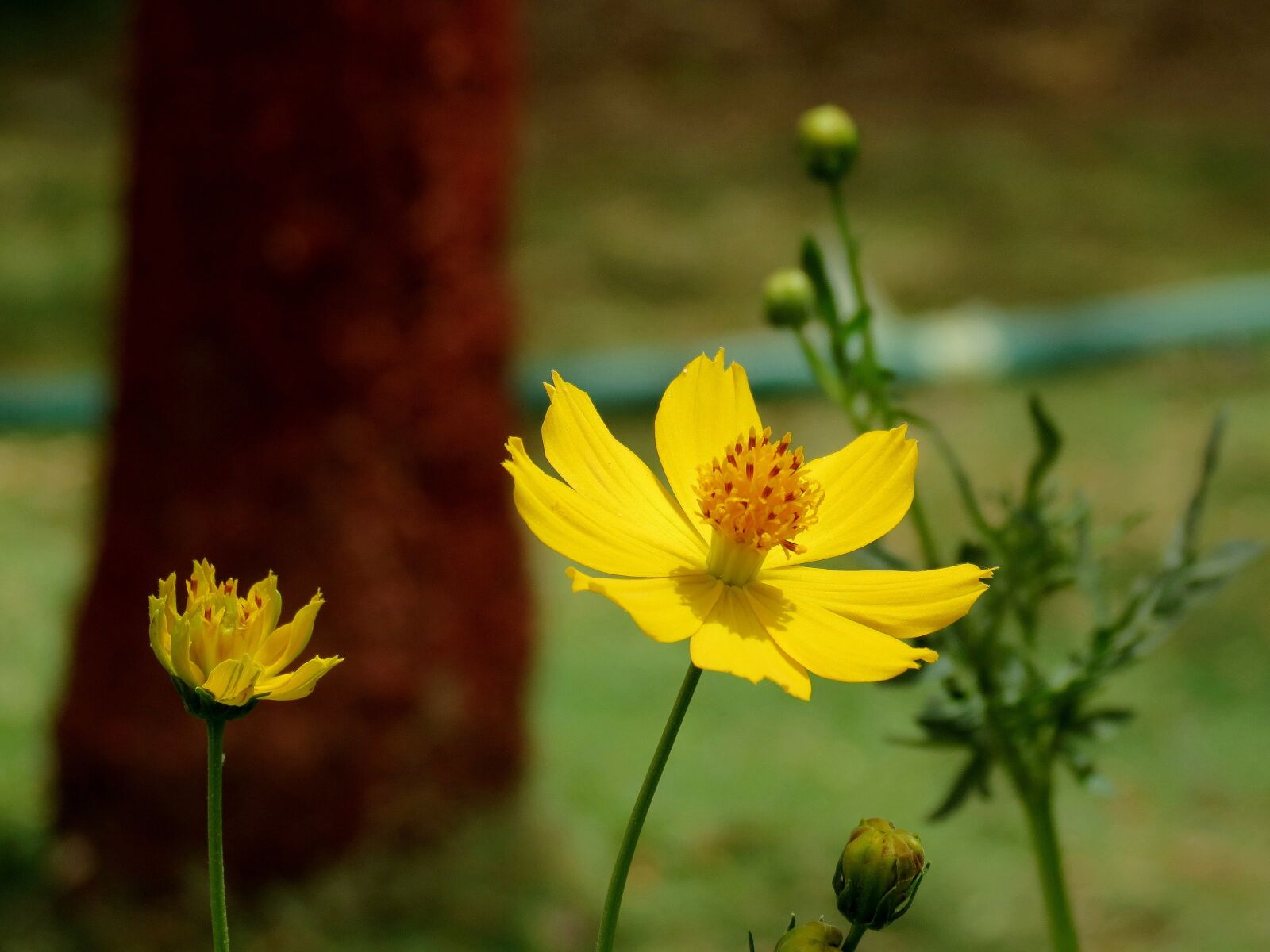 Canon PowerShot SX40 HS sample photo. Flower, nature, flora photography
