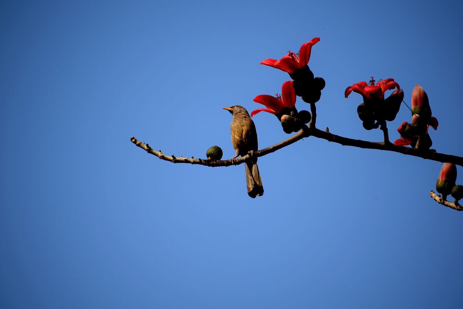 Nikon D3300 sample photo. Sky, outdoors, nature photography