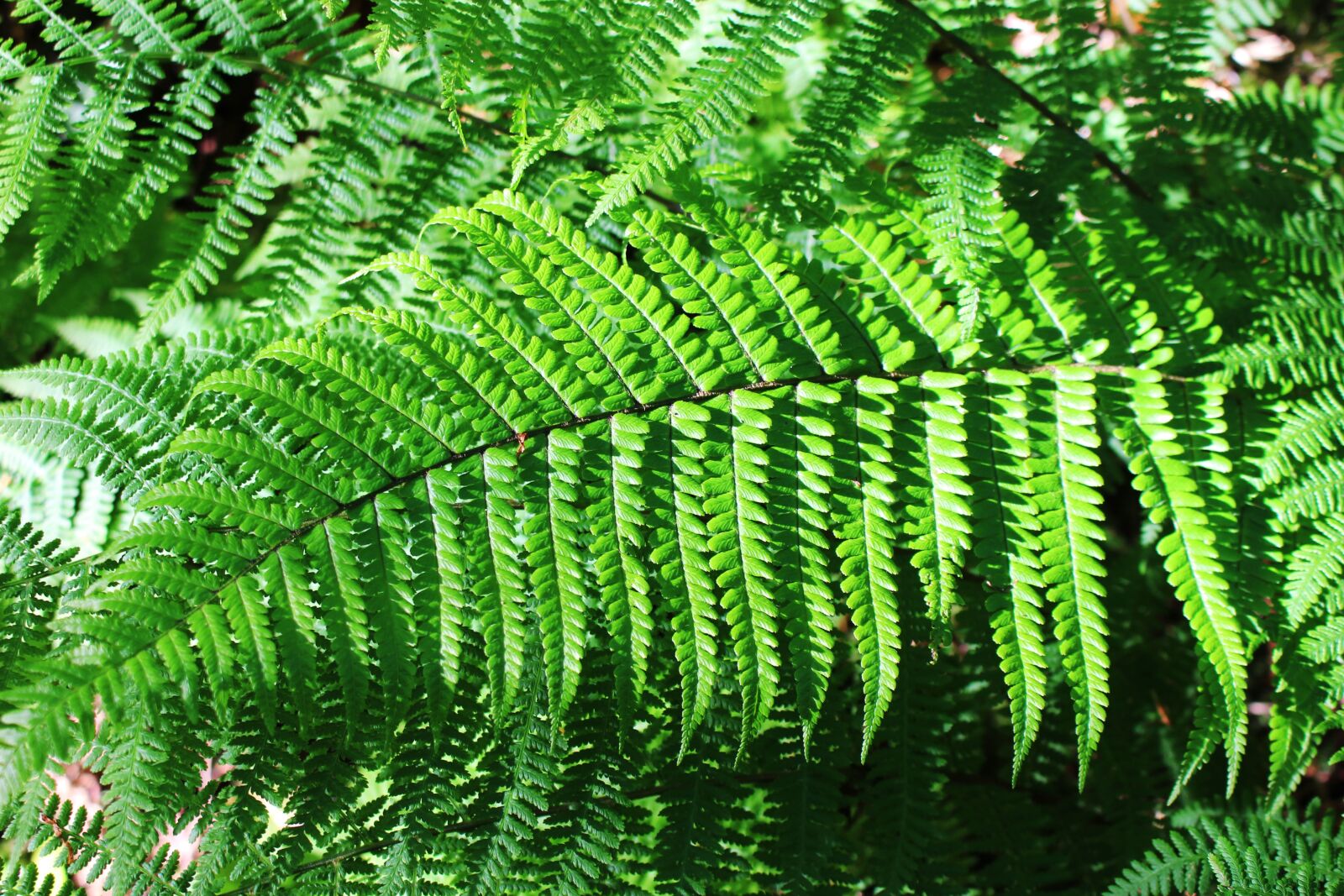 Canon EOS 700D (EOS Rebel T5i / EOS Kiss X7i) sample photo. Fern, plant, nature photography