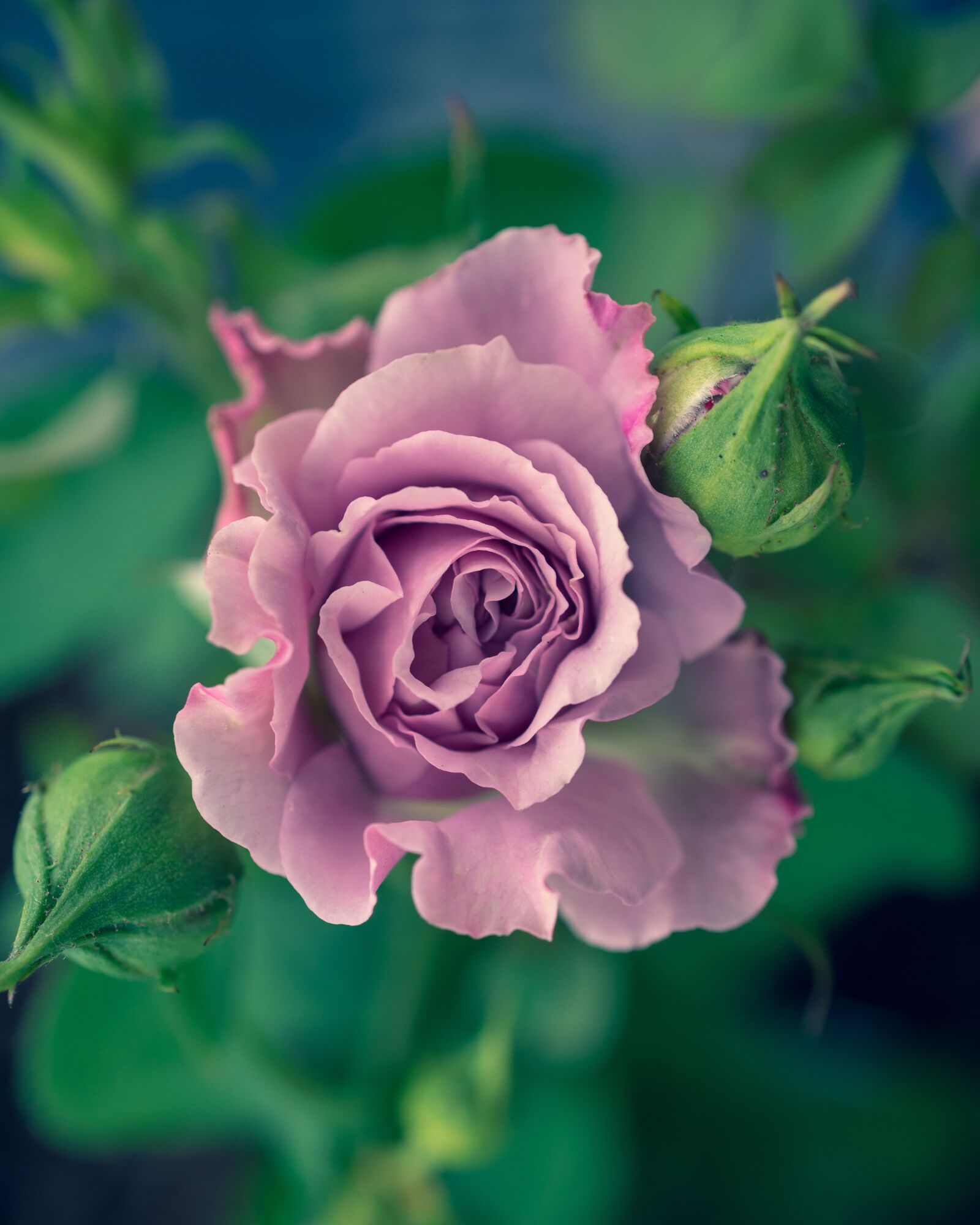 Nikon D750 sample photo. Rose, flower, nature photography