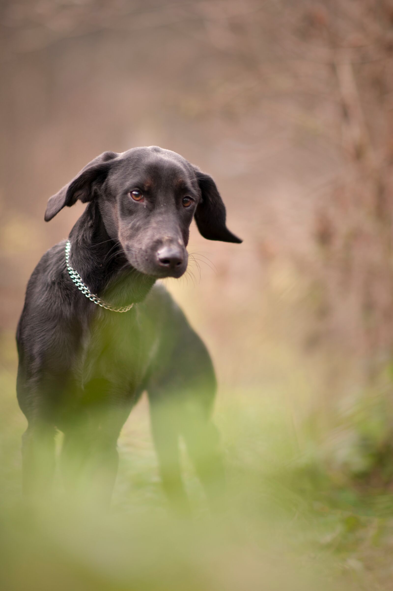 Nikon D300 sample photo. Dog, doggie, animal photography