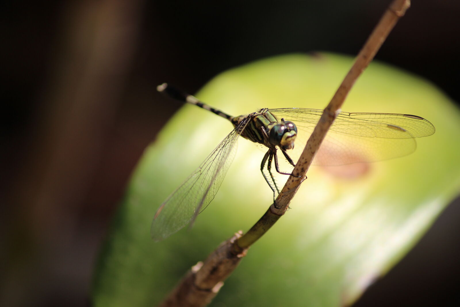 Canon EOS 600D (Rebel EOS T3i / EOS Kiss X5) sample photo. Beautiful, dragonfly, dragonfly, dragonfly photography