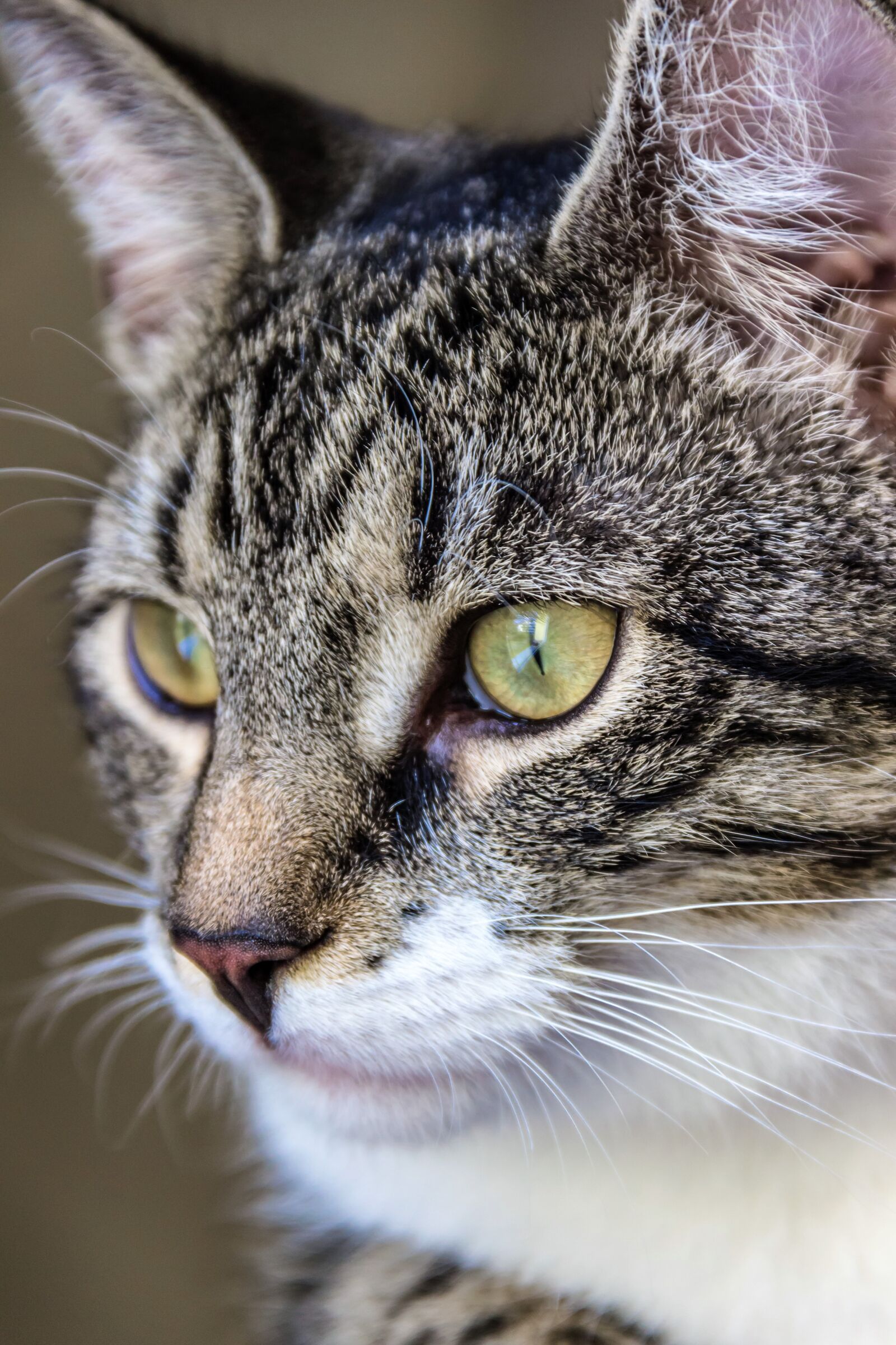Canon EOS 600D (Rebel EOS T3i / EOS Kiss X5) sample photo. Cat, small, mackerel photography