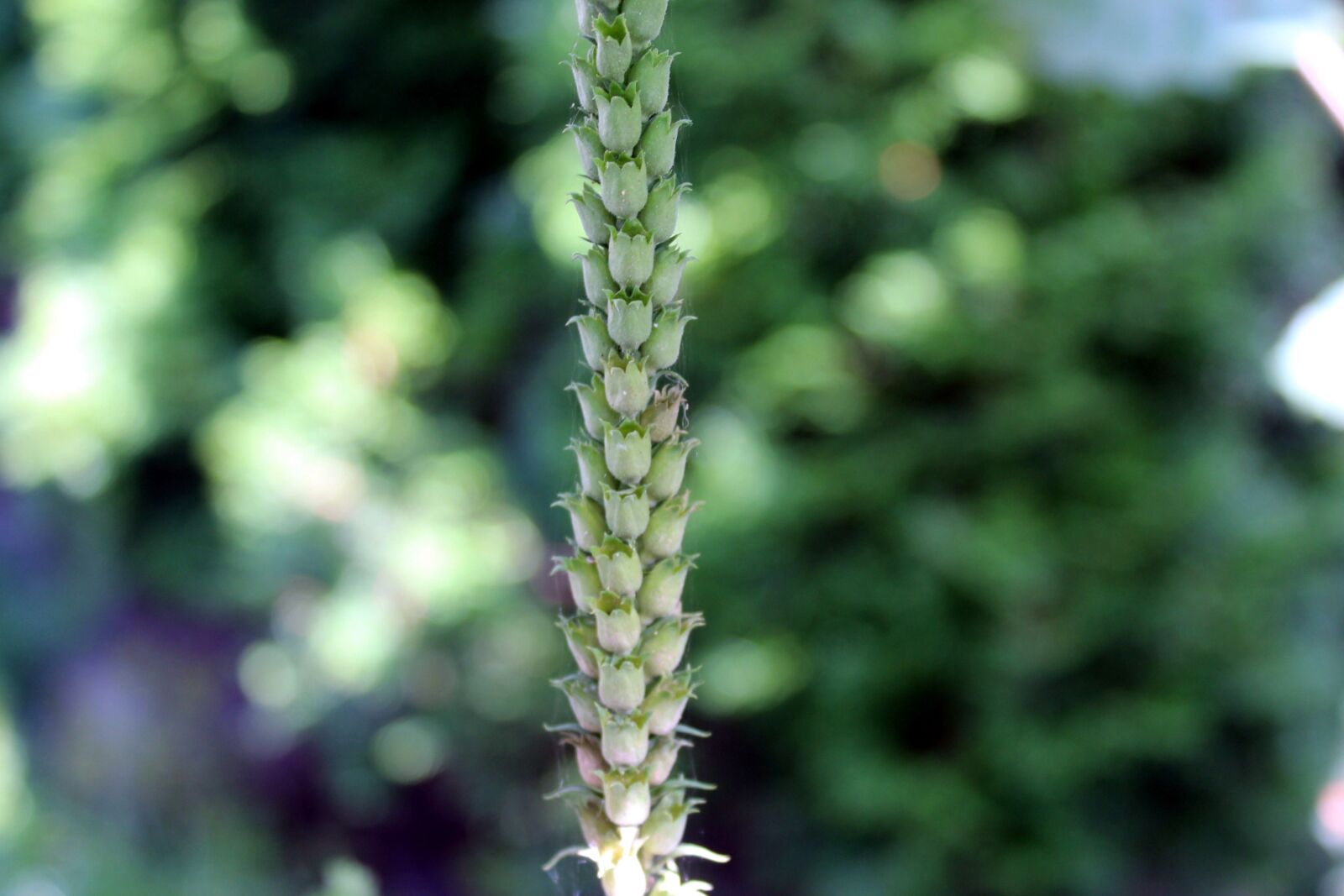 Canon EOS 1200D (EOS Rebel T5 / EOS Kiss X70 / EOS Hi) sample photo. Plant, garden, nature photography