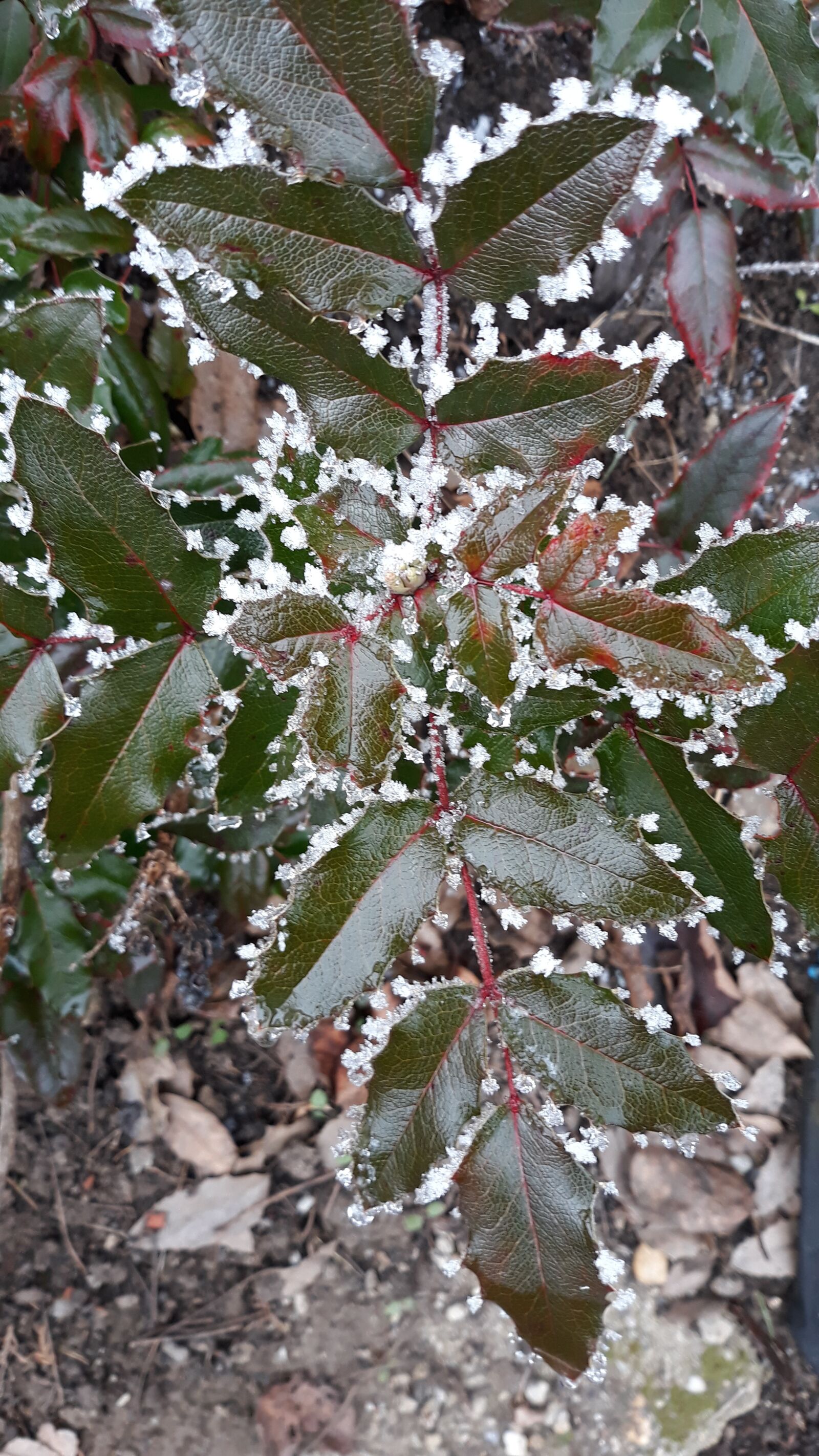 Samsung Galaxy J5 sample photo. Frosty, winter, frost photography