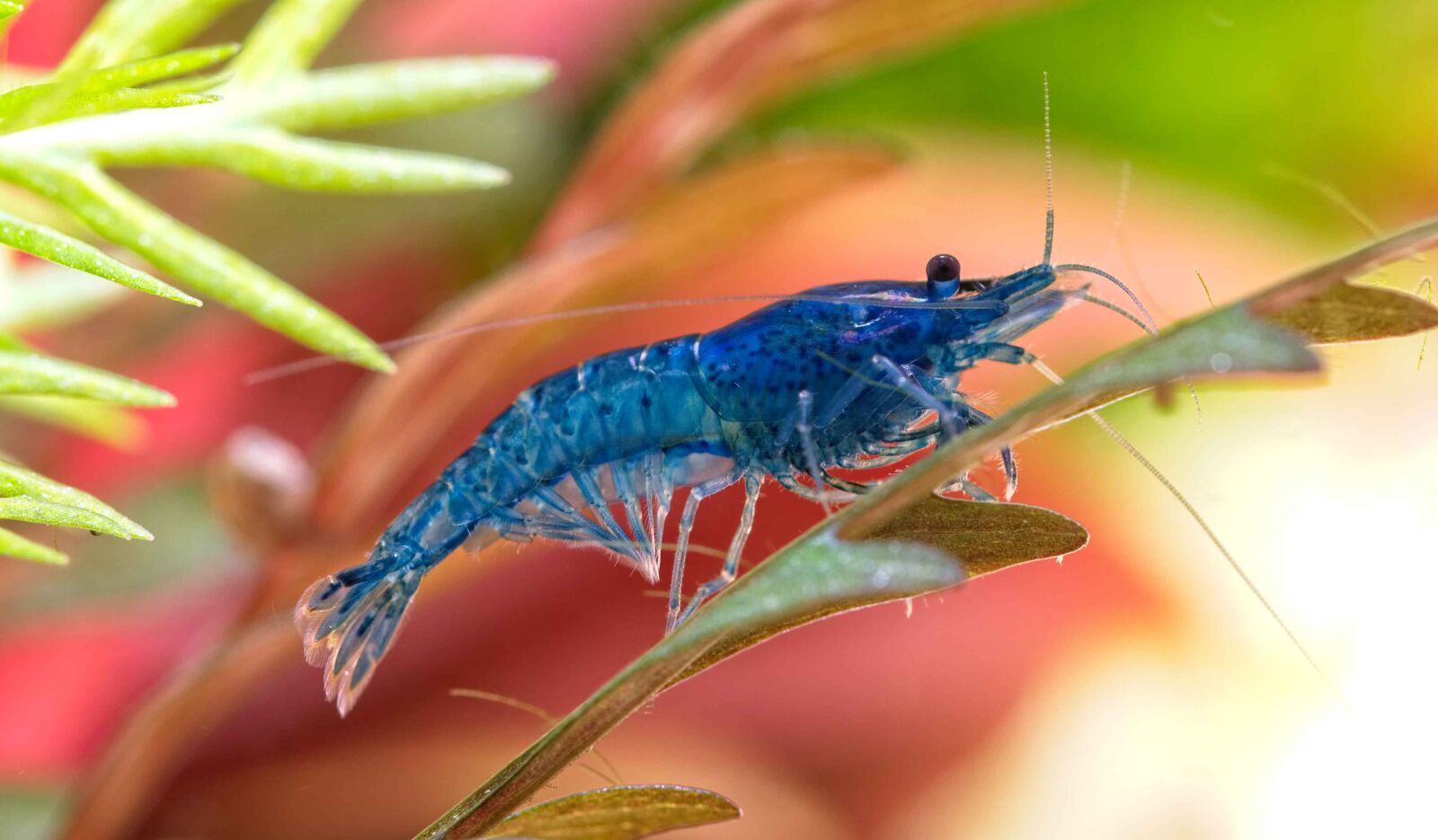 Nikon D7100 sample photo. Shrimp, neocaridina, blue dream photography