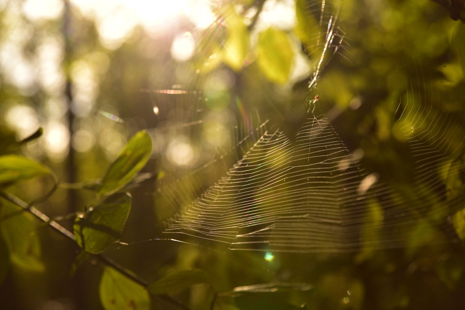 Nikon D750 sample photo. Cobweb, forest, backlighting photography