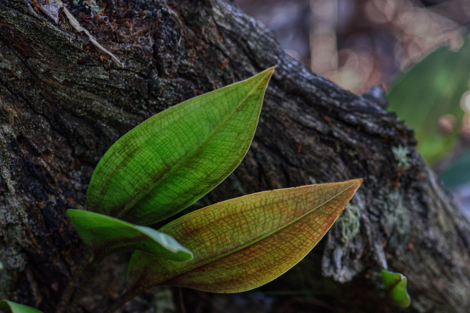 Nikon D3300 sample photo. Nature, leaves, forest photography