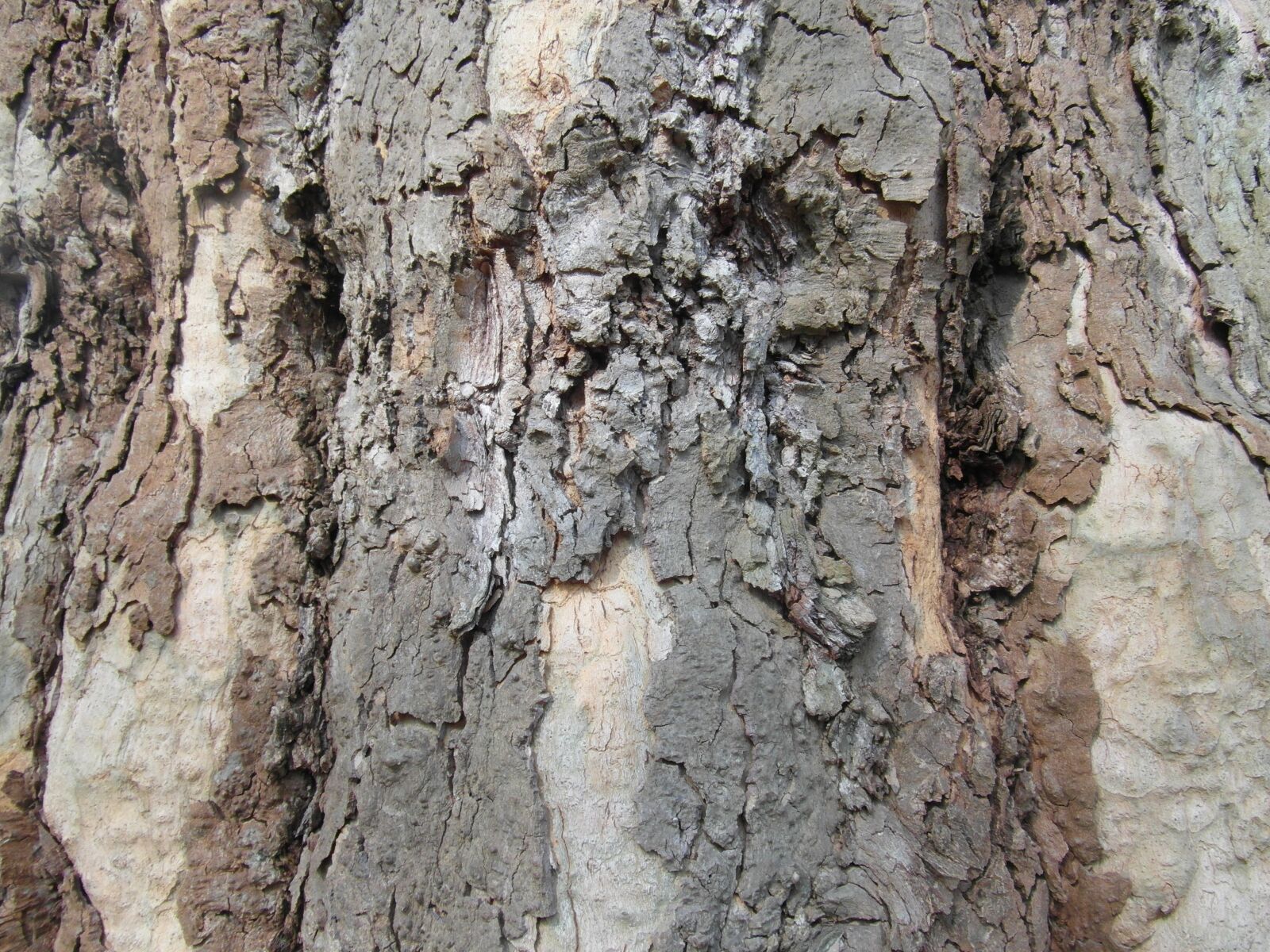 Samsung WB750 sample photo. Bark, log, tree bark photography