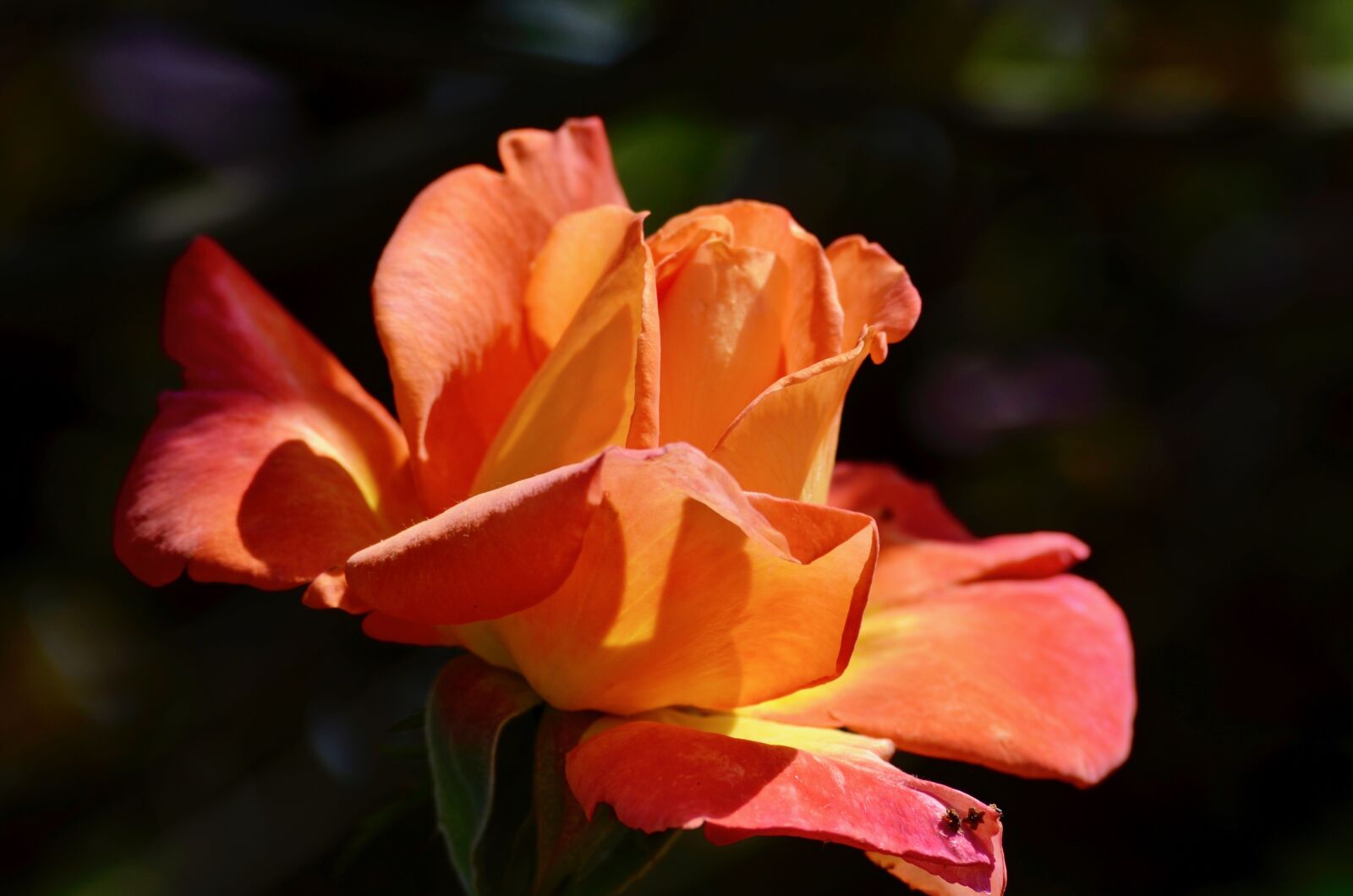 Nikon D5100 sample photo. Rose, blossom, bloom photography