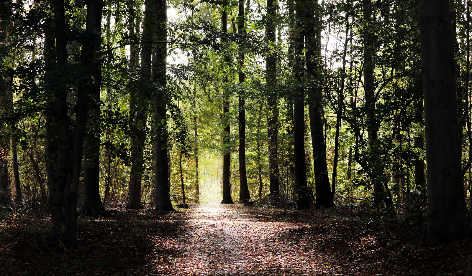 Canon EF-S 55-250mm F4-5.6 IS STM sample photo. Forest, forest path, nature photography