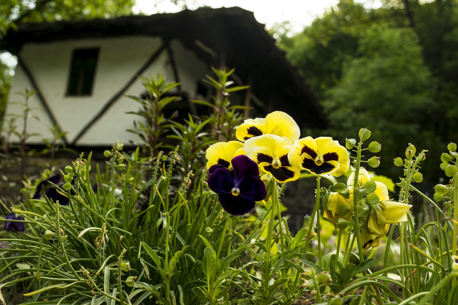 Nikon D3300 sample photo. House, flowers, pansy photography