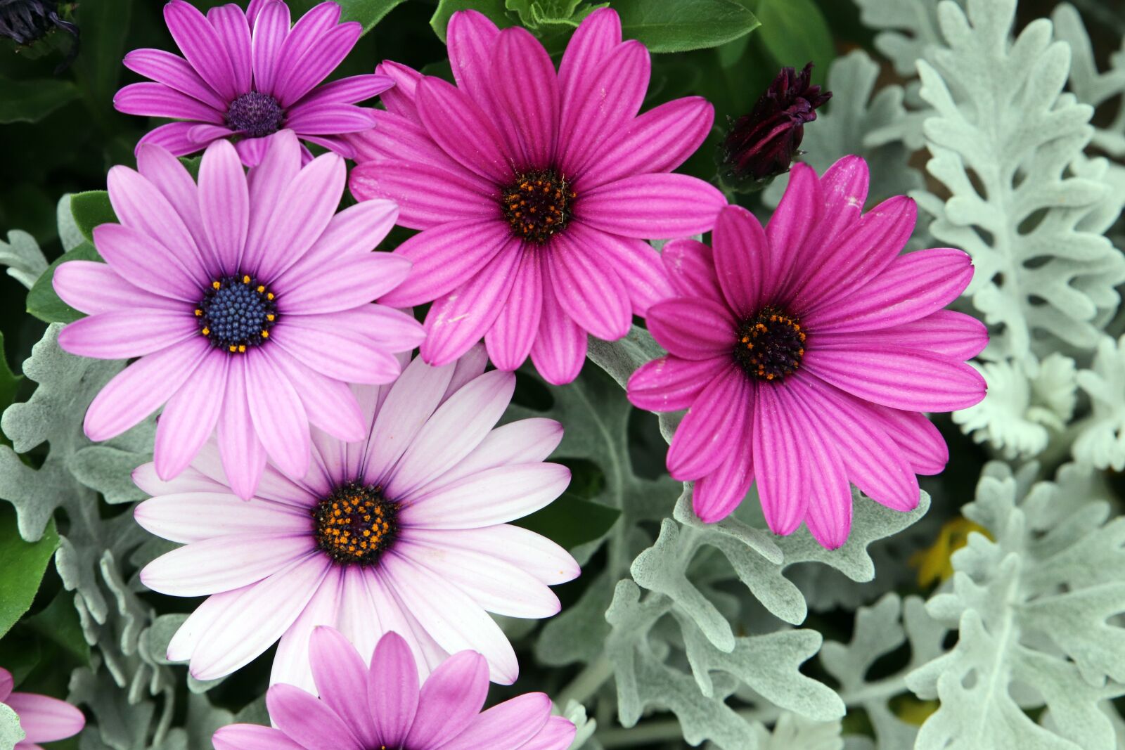 Canon EOS 800D (EOS Rebel T7i / EOS Kiss X9i) sample photo. Flowers, petal, spring photography