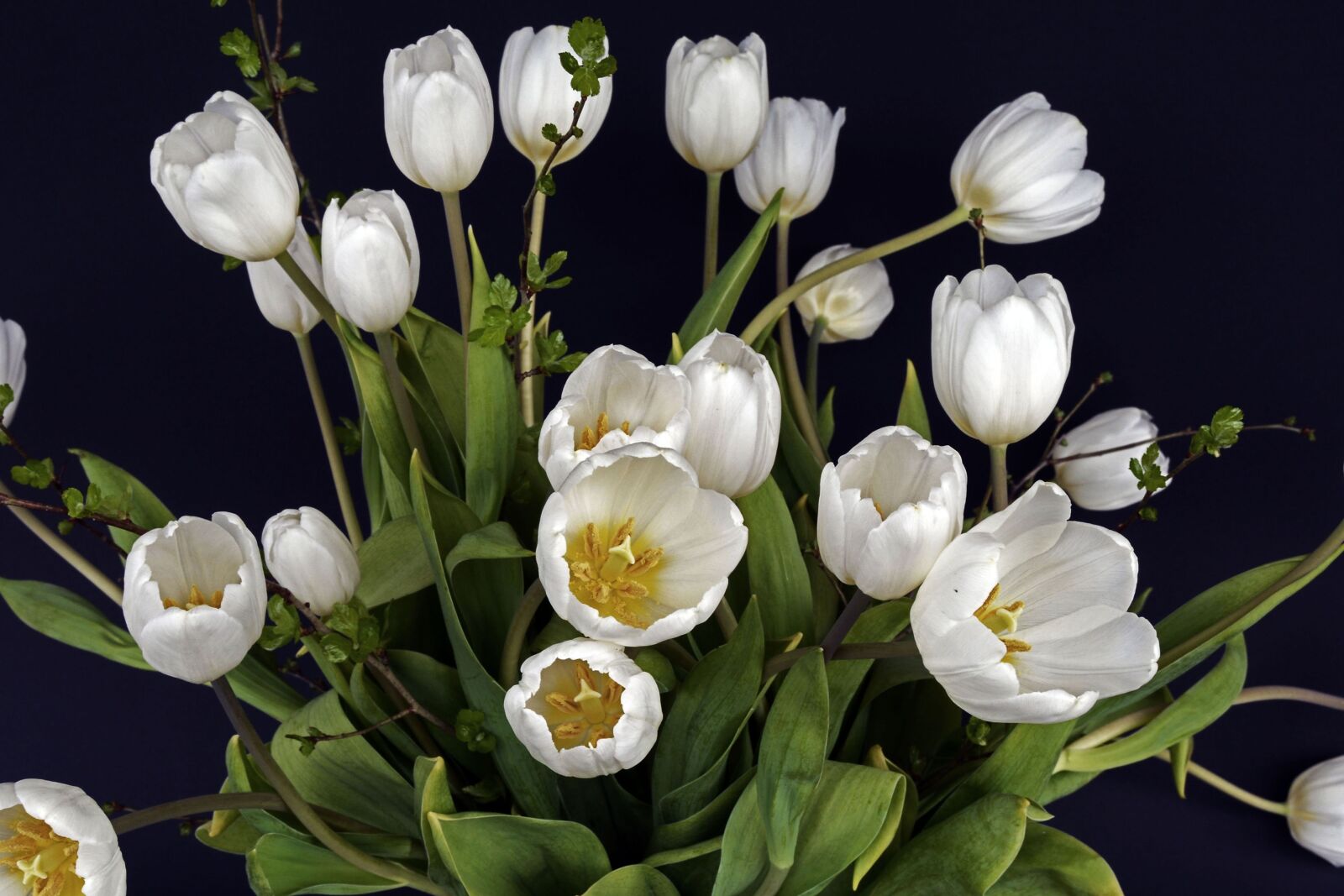 Nikon D7100 sample photo. Tulips, spring, white photography