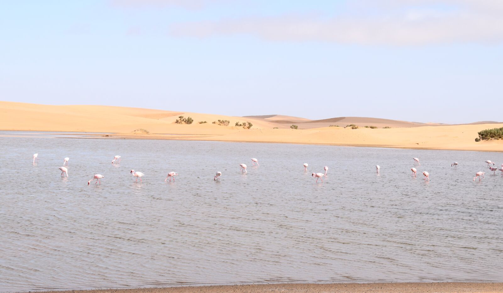Nikon D5300 sample photo. Flamingos, walvisbay, namibia photography