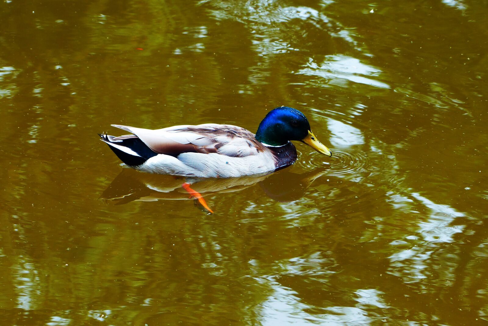 Panasonic Lumix DMC-FZ200 sample photo. Mallard duck, tom, water photography