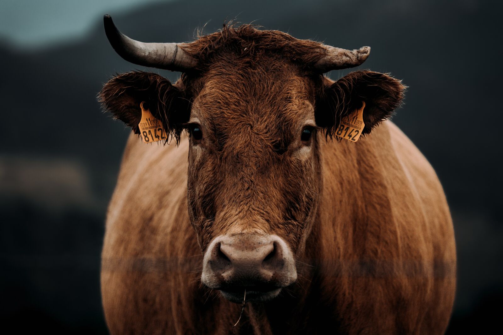 Canon EOS 6D + Canon EF 70-200mm F4L IS USM sample photo. Cow, cattle, livestock photography