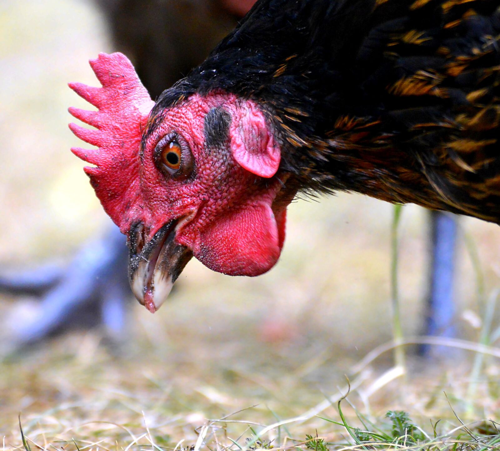 Nikon D3200 sample photo. Hen, foraging, bill photography