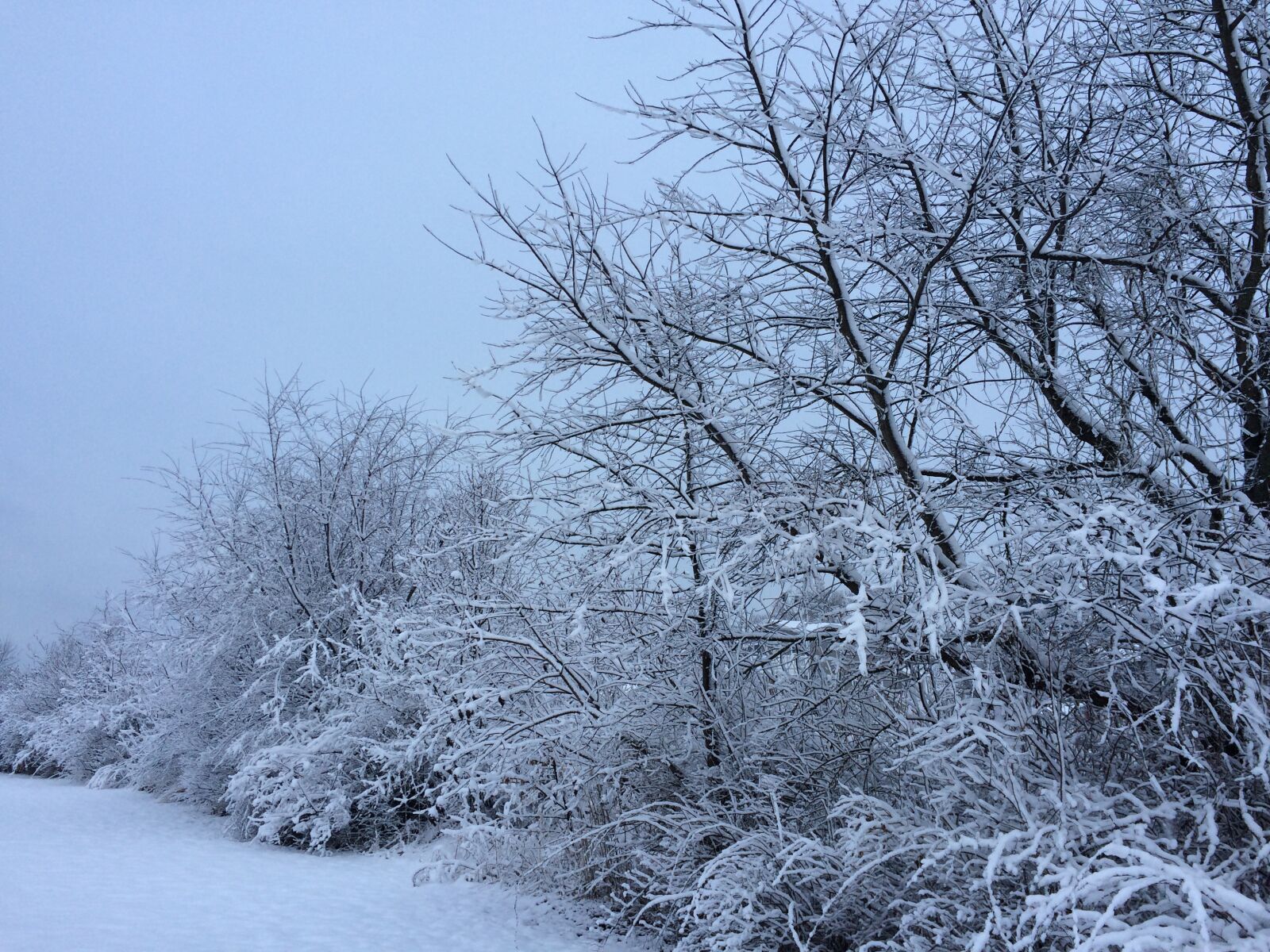 iPhone 5s back camera 4.15mm f/2.2 sample photo. Snow, trees, snowy trees photography