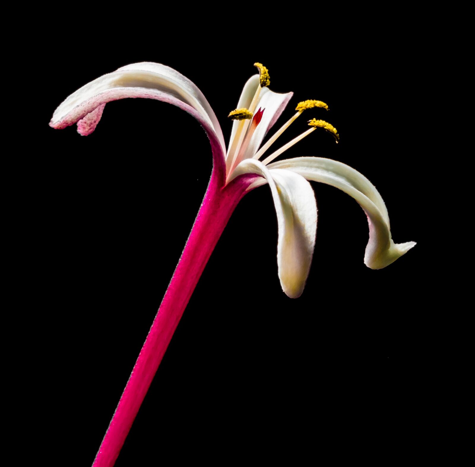 Fujifilm X-S1 sample photo. Blossom, bloom, flower photography
