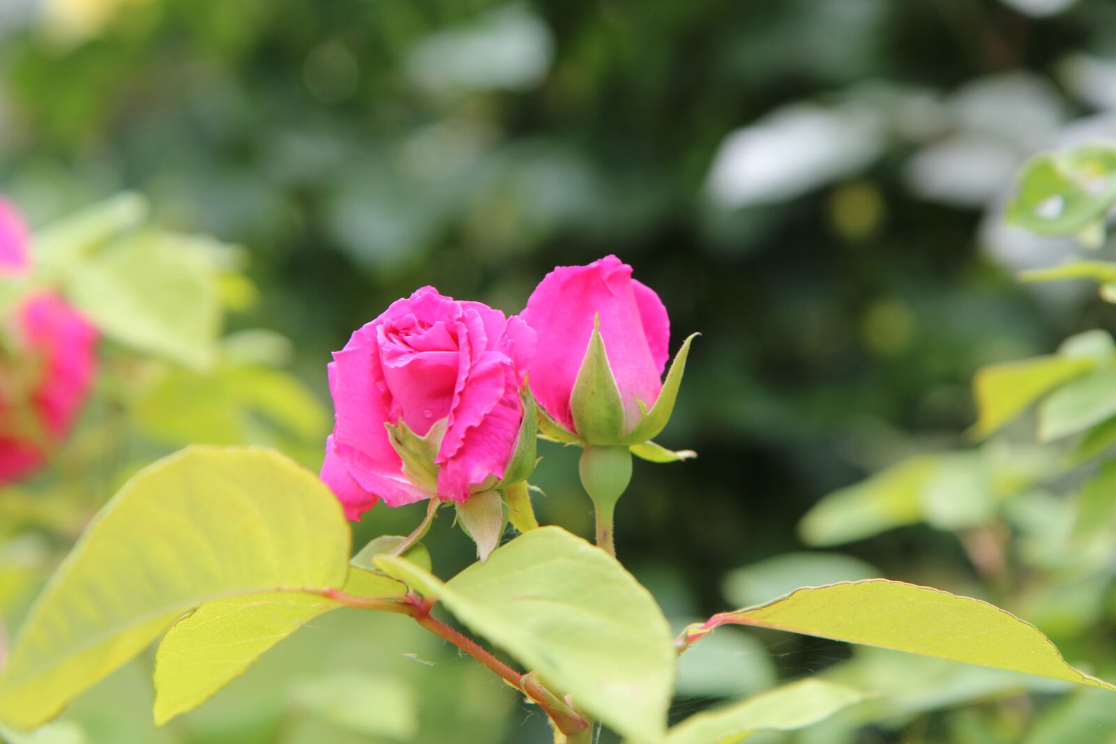Canon EOS 600D (Rebel EOS T3i / EOS Kiss X5) sample photo. Pink, pink rose, rosebush photography
