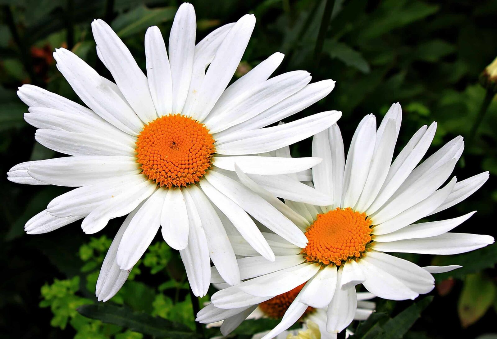 Canon EOS 550D (EOS Rebel T2i / EOS Kiss X4) sample photo. Flower, flora, petal, horticultureoutdoor photography
