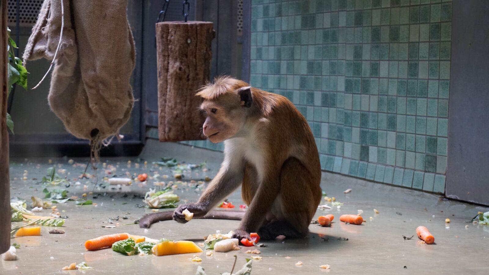 Sony Alpha a5000 (ILCE 5000) sample photo. Animals, nature, cute photography