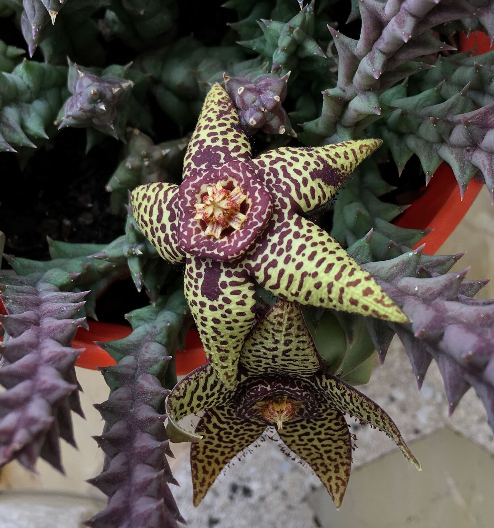 Apple iPhone 6s Plus sample photo. Cactus, cactus flower, flowering photography