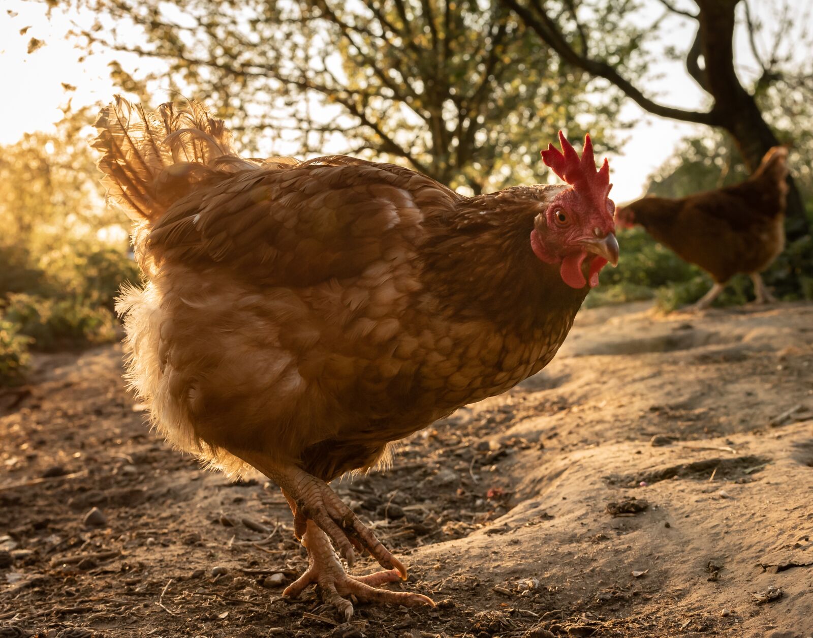 Nikon D750 sample photo. Chicken, hen, poultry photography