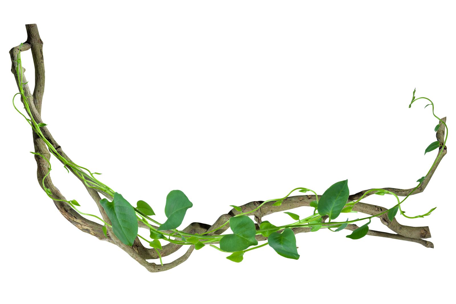 Nikon D7200 sample photo. Arch, backdrop, background photography