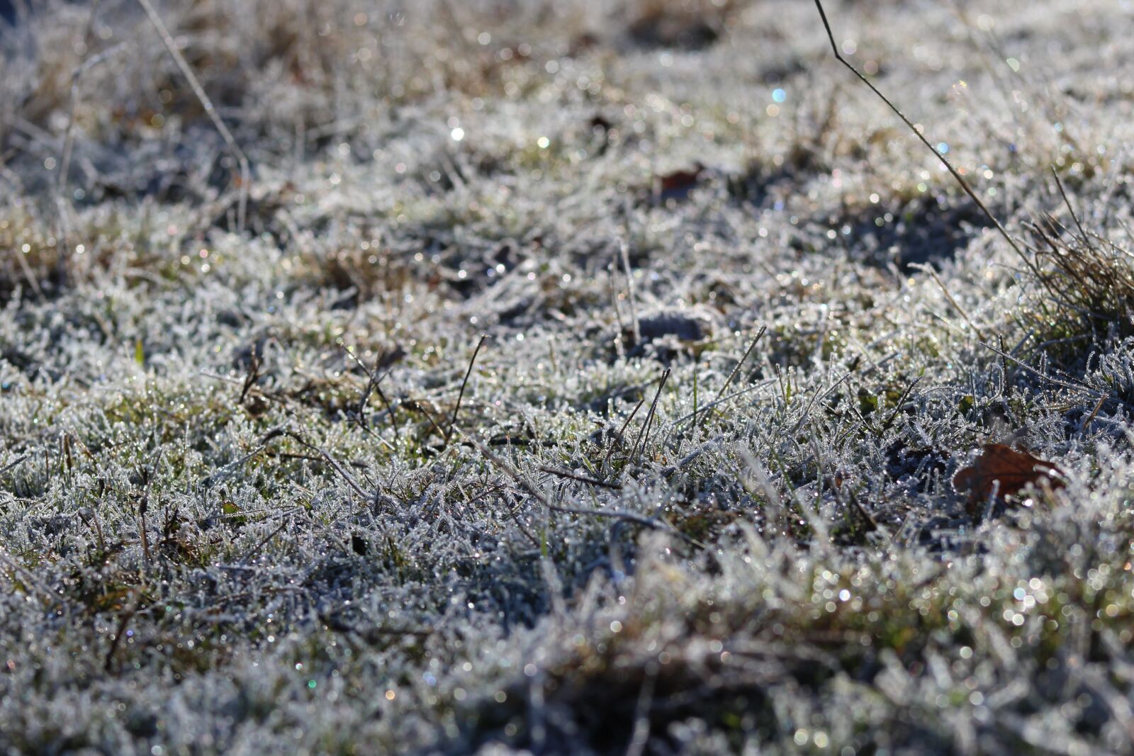 Canon EOS 1200D (EOS Rebel T5 / EOS Kiss X70 / EOS Hi) + Canon EF 75-300mm f/4-5.6 sample photo. Frost, ice, cold photography