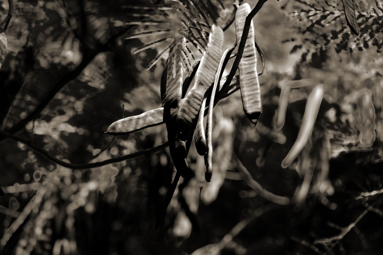 Fujifilm X-H1 + Fujifilm XF 90mm F2 R LM WR sample photo. Trees, nature, forest photography