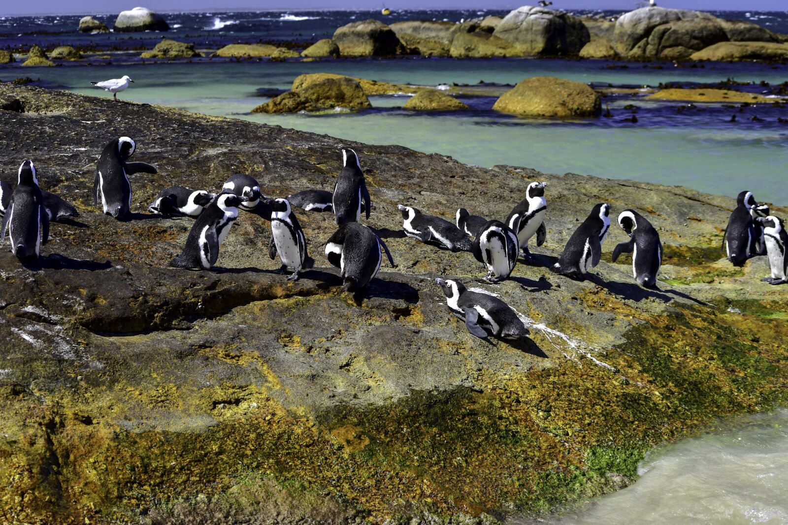 Nikon D5500 sample photo. African penguin, boulders beach photography