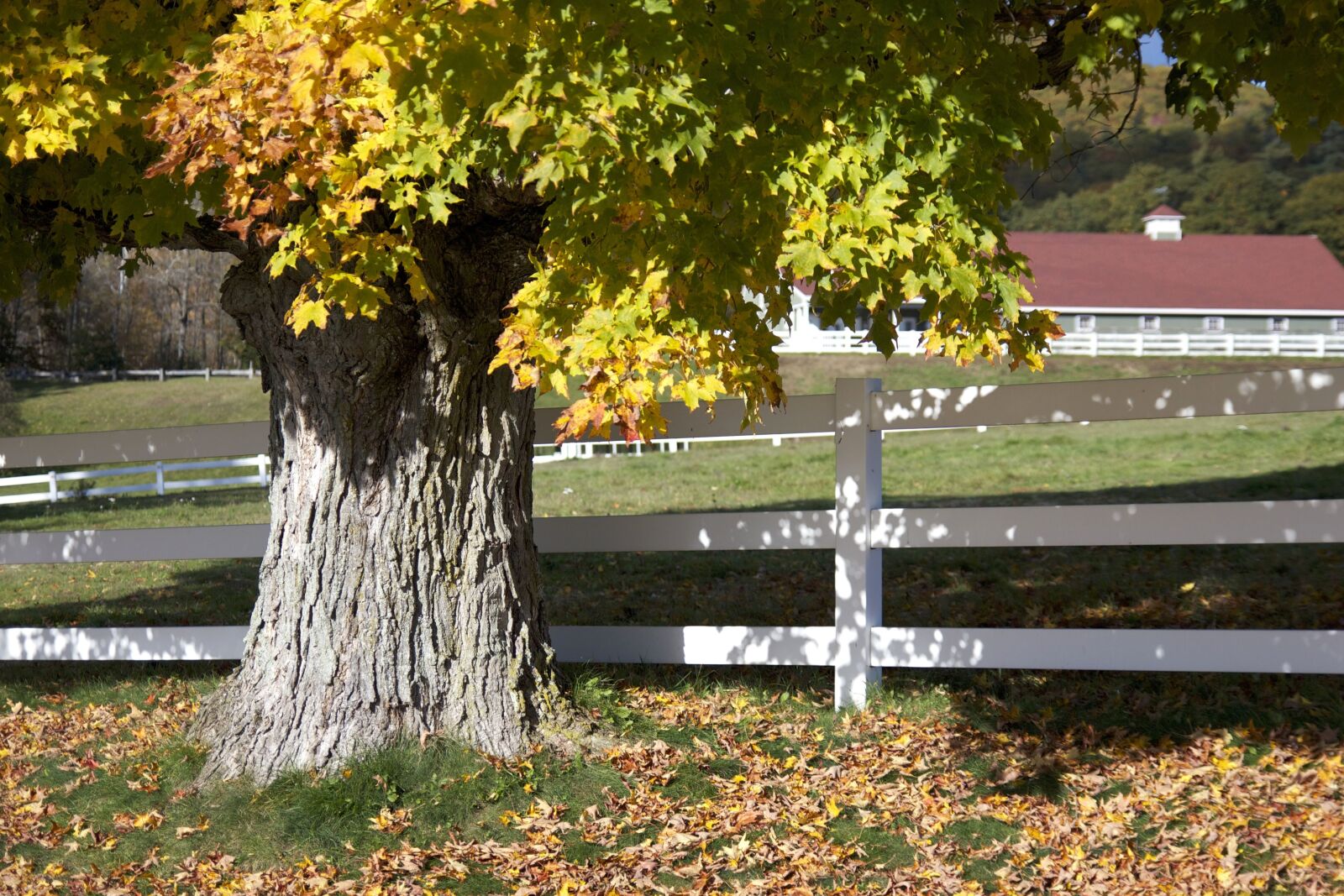 Canon EOS 550D (EOS Rebel T2i / EOS Kiss X4) sample photo. Old tree, white wooden photography
