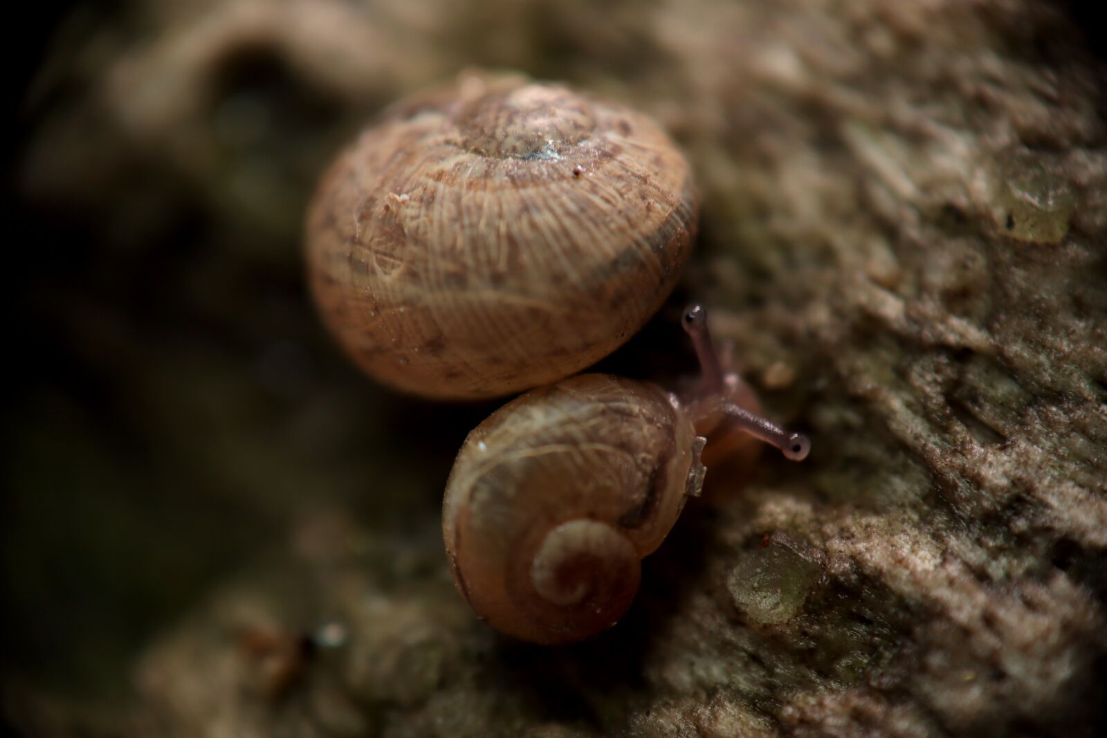 Canon EOS M50 (EOS Kiss M) sample photo. Snail, insect, plague photography