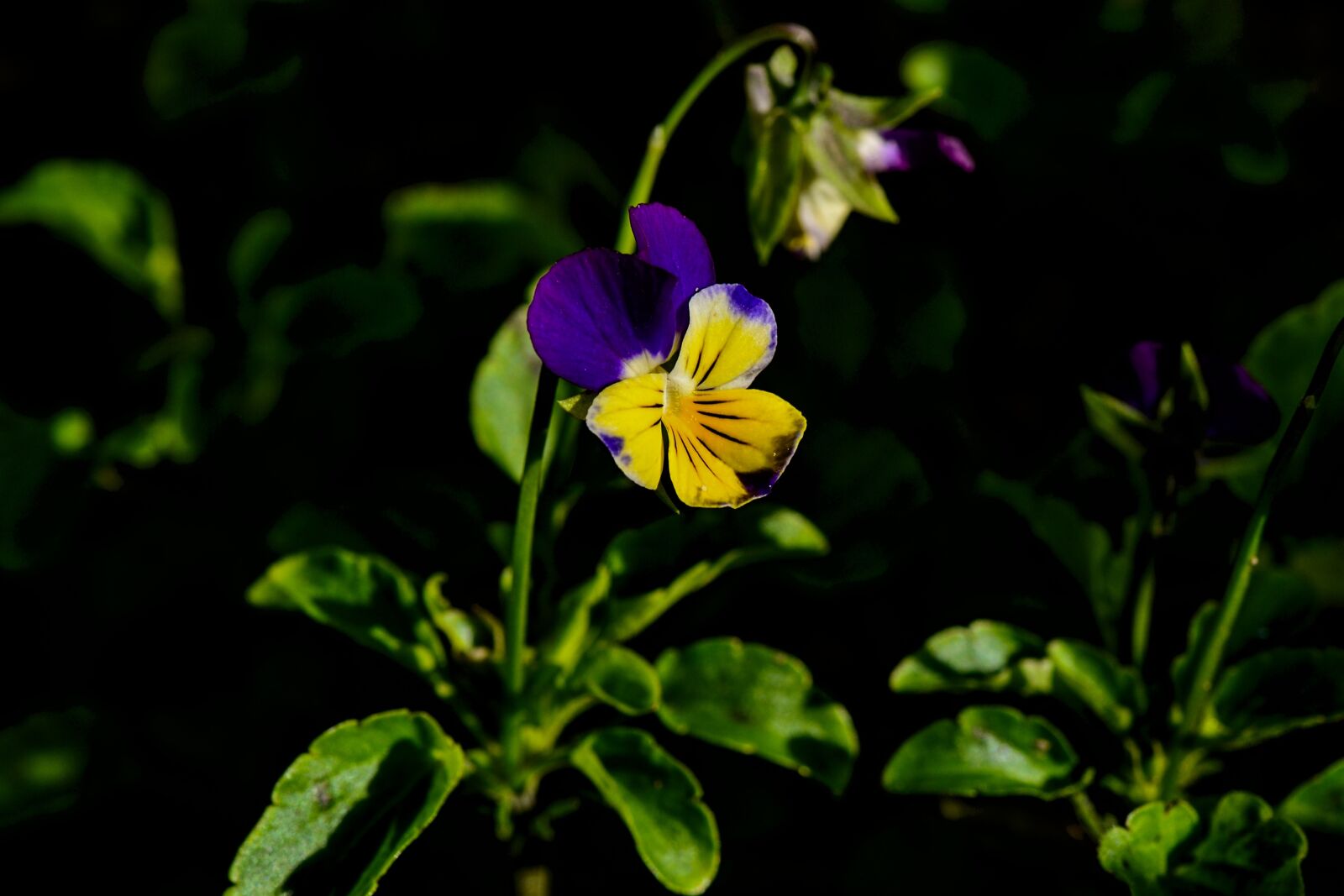 Nikon D3100 sample photo. Pansy, garden, yellow photography