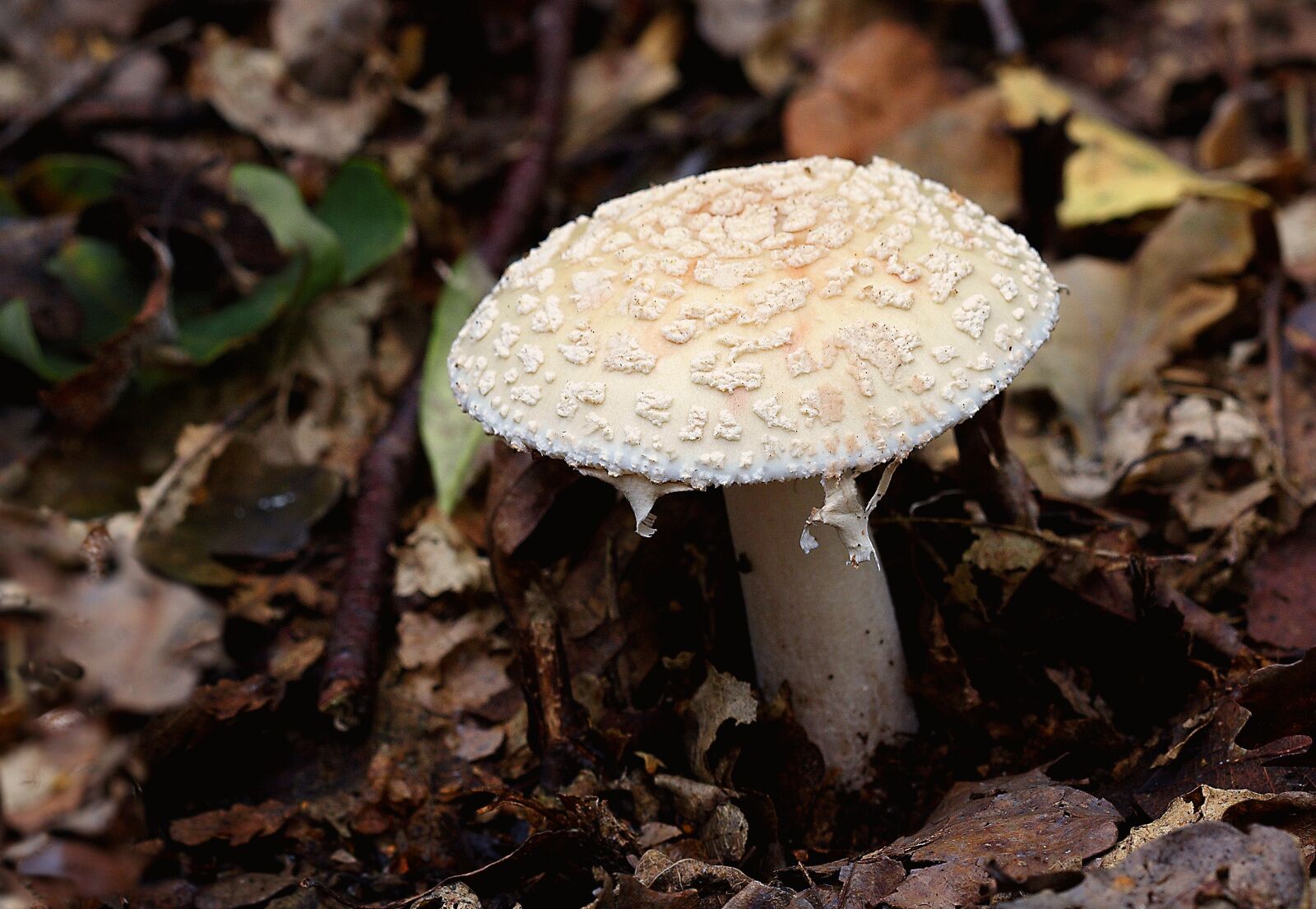 Canon EOS 350D (EOS Digital Rebel XT / EOS Kiss Digital N) sample photo. Fungi, toadstool, autumn photography