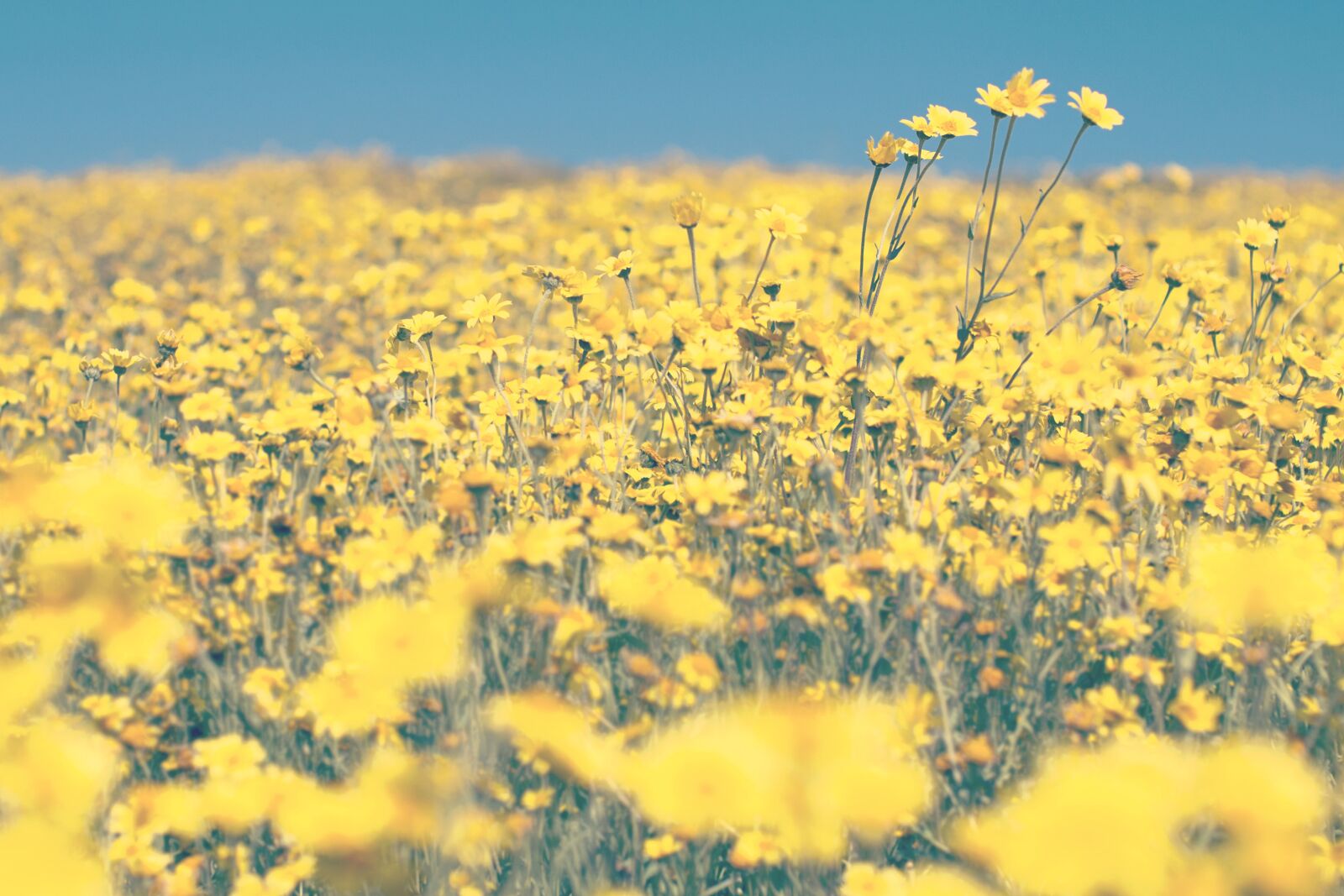 Nikon D600 sample photo. Blooming, blossom, agriculture, beautiful photography